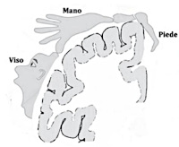 immagine di un disegno di una sezione coronale del cervello immagine di un disegno di una sezione coronale del cervello