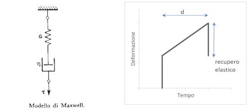 immagine schematica del MODELLO DELLA STRUTTURA MUSCOLO tendinea e del suo comportamento sotto trazione