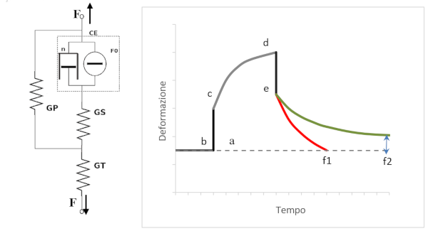 immagine rappresentazione muscolo standard